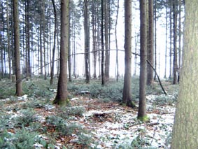 Die Idee im Wald